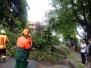 umgestürtzter Baum - 27.08.2017